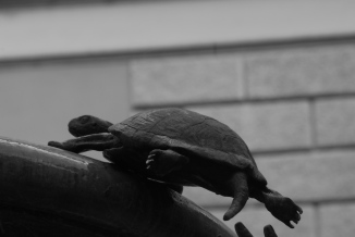 Foto di Valentina Perniciaro, tartarughe per il Ghetto